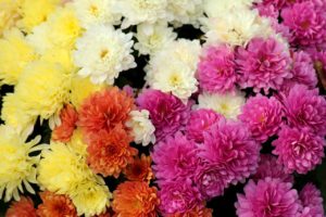 plants, chrysanthemums, autumn flowers, colorful-3789009.jpg