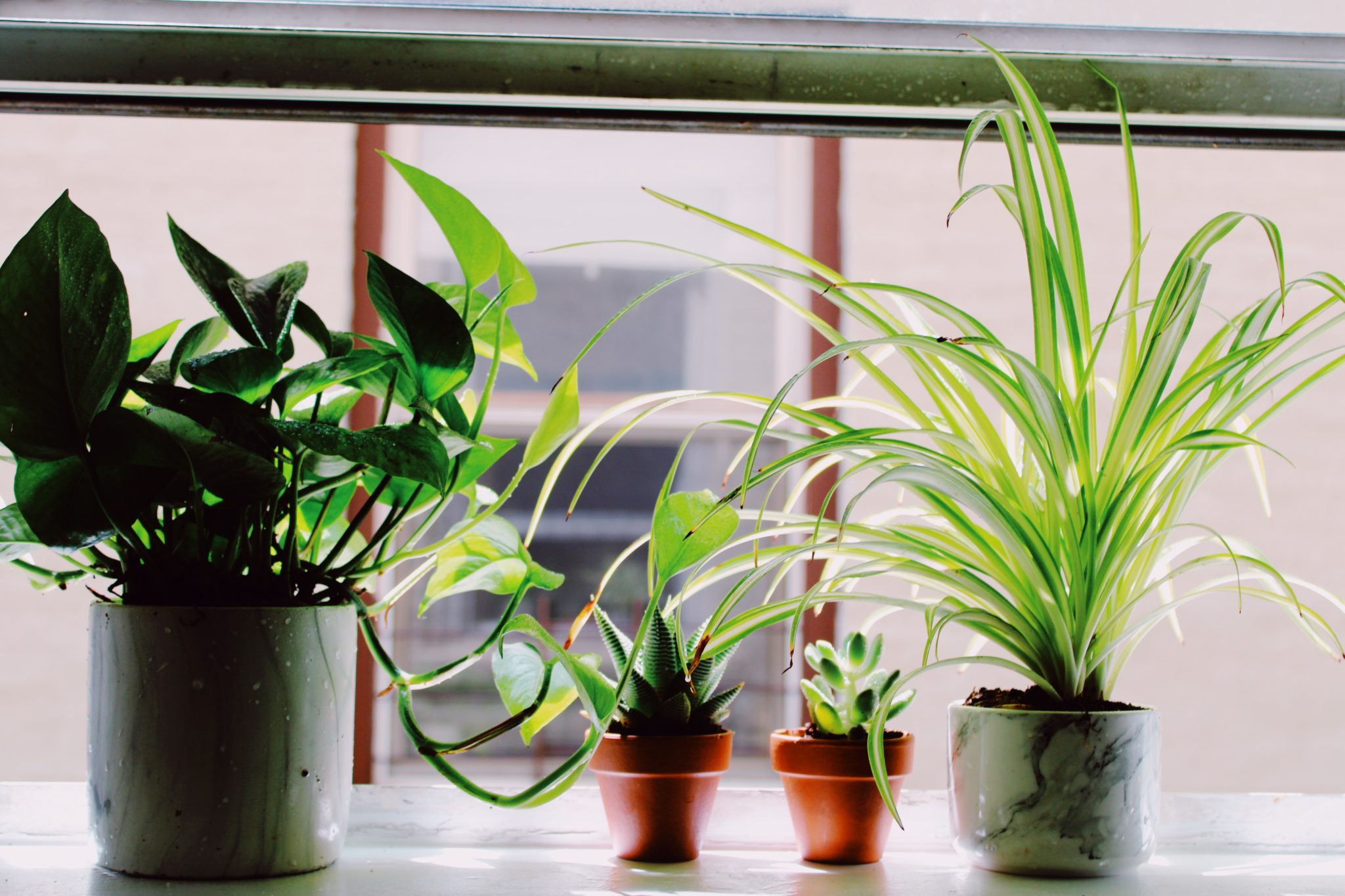 10 Great Plants To Have In Your Home For Better Air Quality