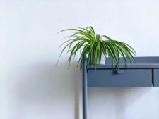 how plants clean the air, spider plant, east to care for plants, house plants