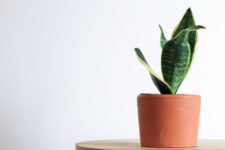 how plants clean the air, snake plant, east to care for plants, house plants