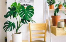 great plants to have in your home, house plants, easy to care for plants, indoor air quality, how plants help clean the air